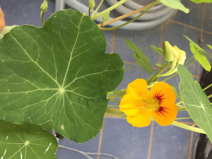 한련 - Garden nasturtium, Tropaeolum majus L.