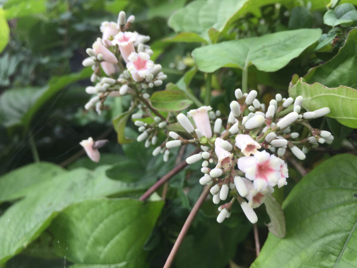 계요등 - Paederia scandens (Lour.) Merr.