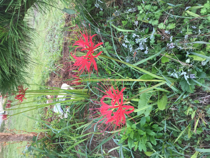 석산 - red spider lily, Lycoris radiata