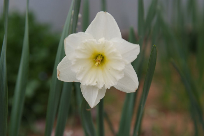 수선화 - daffodil, Narcissus tazetta var. chinensis