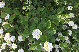 당조팝나무 - Spiraea chinensis Maxim.