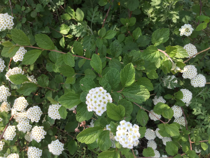 당조팝나무 - Spiraea chinensis Maxim.