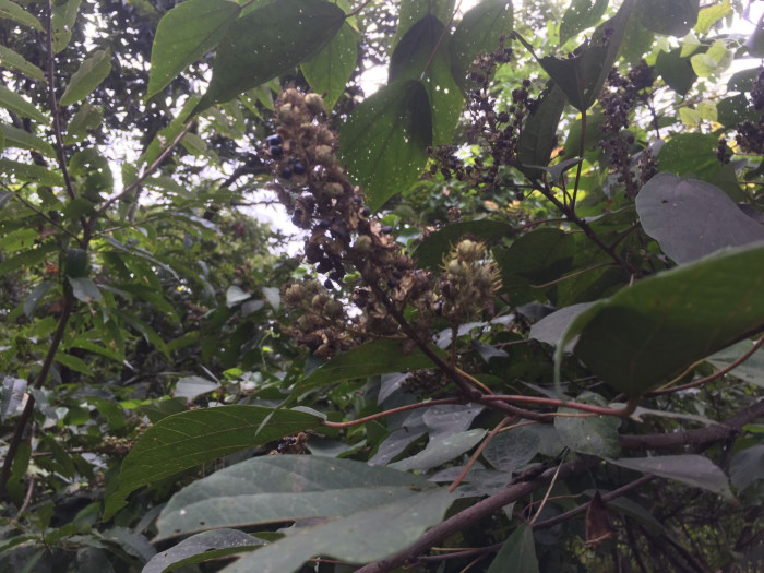 예덕나무 - Mallotus japonicus (Thunb.) Muell. Arg.