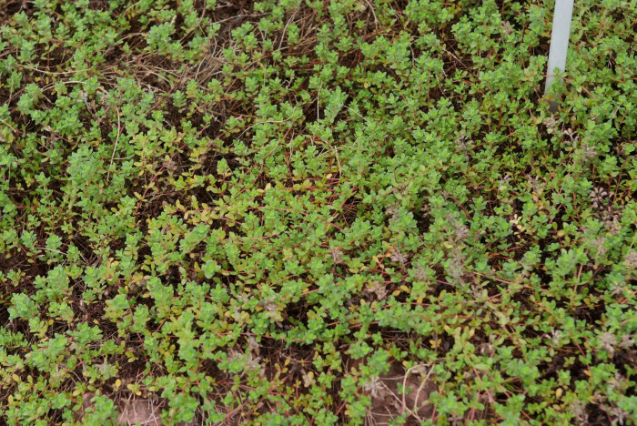 백리향 - Thymus quinquecostatus Celak.