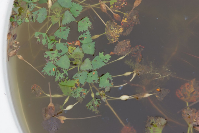 마름 - 마름, Trapa japonica FLEROV