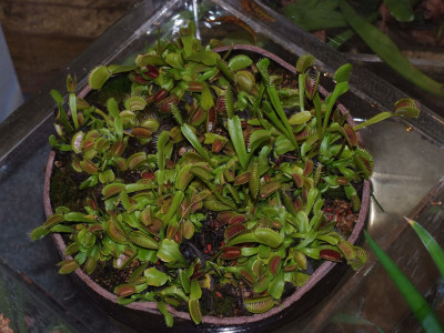 파리지옥 사진 - Dionaea muscipula Photos