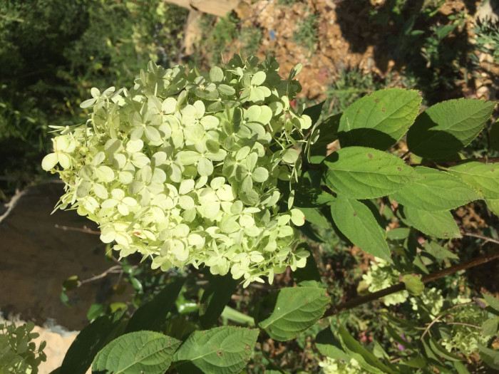 나무수국 - 스노우볼, Hydrangea paniculata Siebold for. paniculata