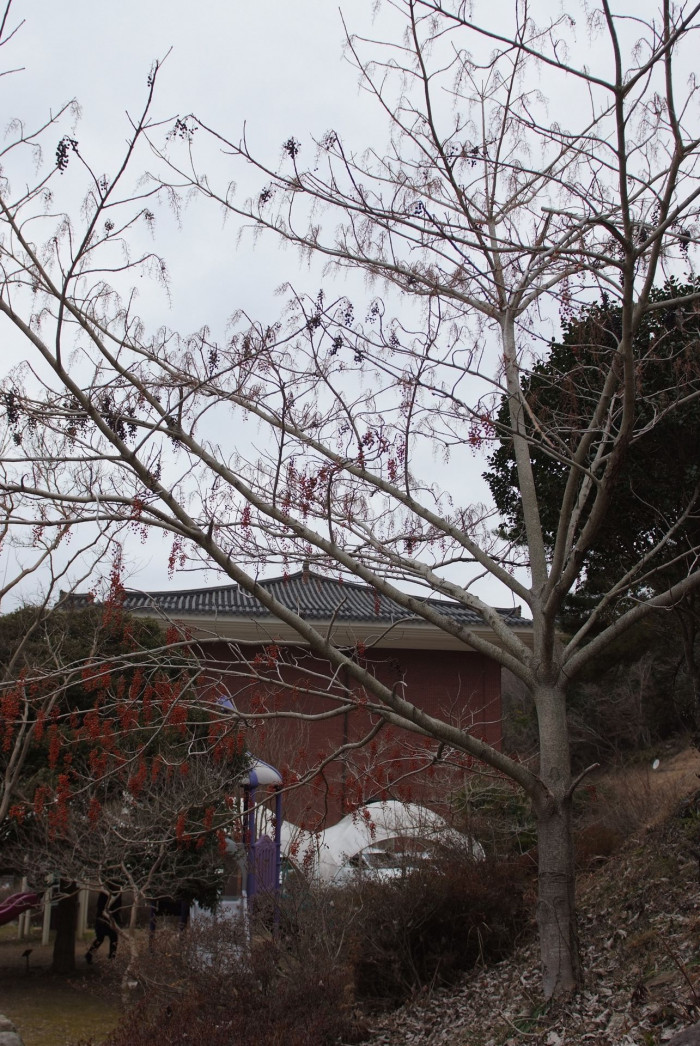이나무 - Idesia polycarpa Maxim.