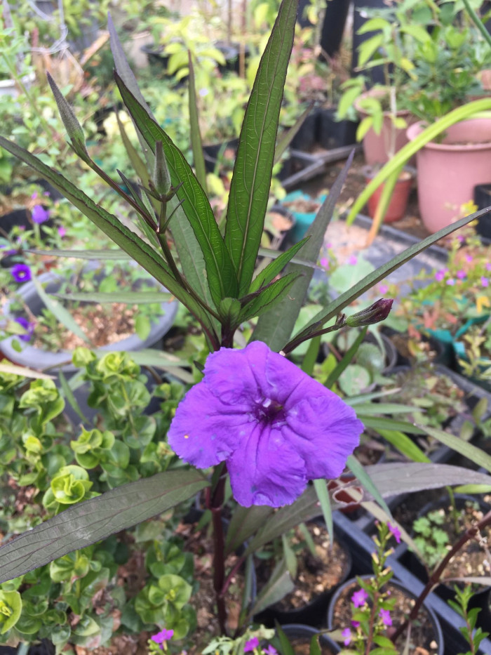 루엘리아 - Mexican petunia, Ruellia brittoniana