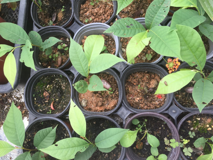 포포나무 - Sunflower pawpaw, Asimina triloba