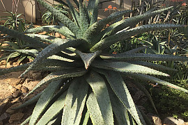 알로에 마를로티이 - Aloe marlothii A. Berger