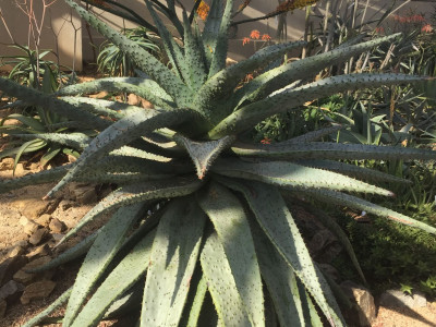 알로에 마를로티이 사진 - Aloe marlothii A. Berger Photos