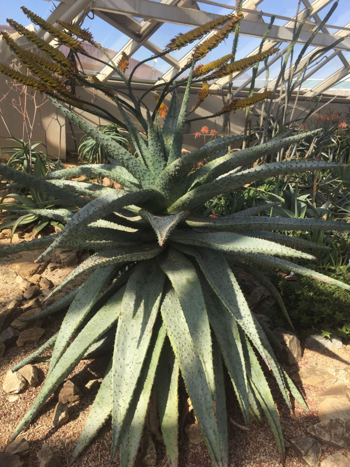 알로에 마를로티이 - mountain aloe, flat-flowered aloe, Aloe marlothii A. Berger
