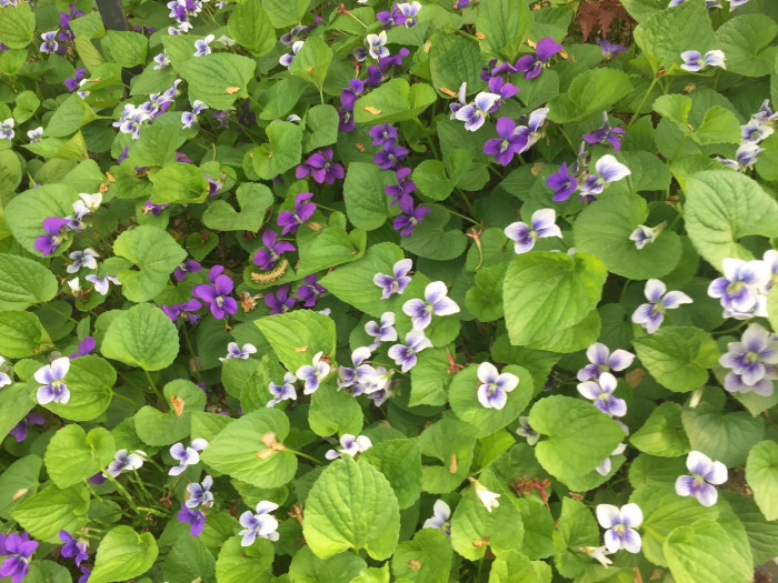 미국제비꽃 - Viola sororia Willd.