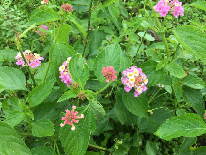란타나 - Spanish Flag, West Indian Lantana, Lantana camara