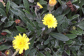 알프스민들레 - Hieracium pilosell