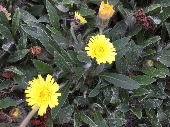알프스민들레 - mouse-ear hawkweed, Hieracium pilosell