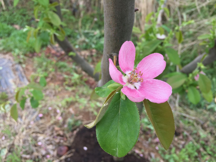 모과나무 - Chaenomeles sinensis