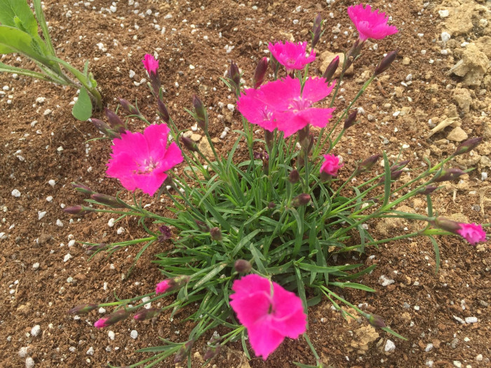 패랭이꽃 - Dianthus chinensis L. var. chinensis, Dianthus chinensis L. var. chinensis