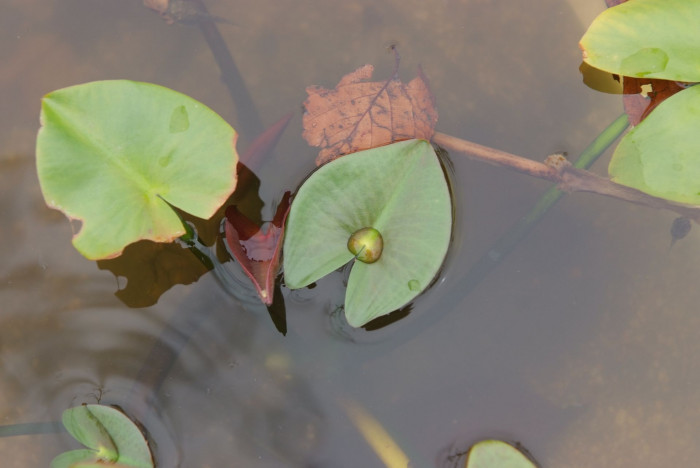 개연꽃 - Nuphar japonicum DC.