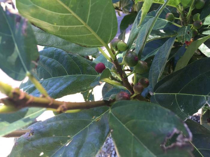 천선과나무 - Ficus erecta Thunb.