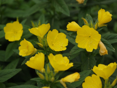 황금낮달맞이 사진 - Oenothera fruticosa Photos