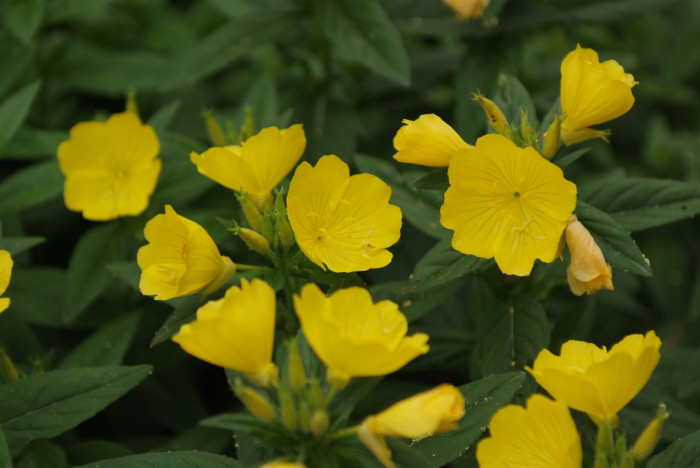 황금낮달맞이 - Miscible, Oenothera fruticosa