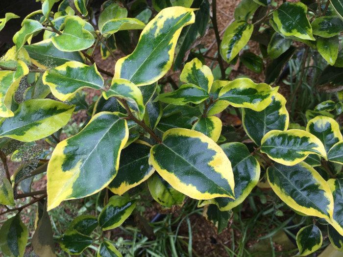 보리수나무 - Littleleaf linden tree, Elaeagnus umbellata Thunb.