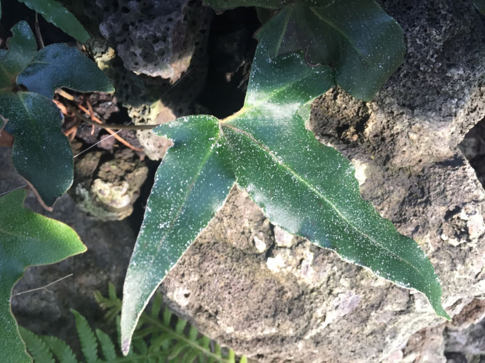 세뿔석위 - Three-finger tongue fern, Pyrrosia hastata (Houtt. ex Thunb.) Ching