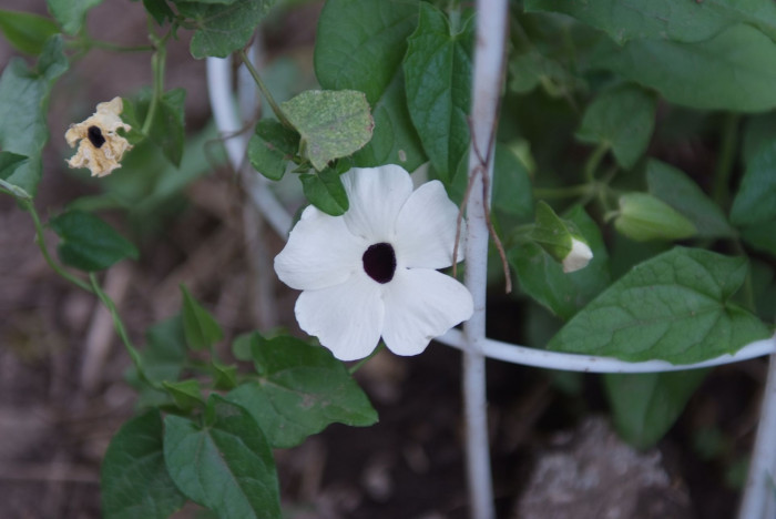 아프리카 나팔꽃 - Black-eyed Susan vine, Thunbergia alata