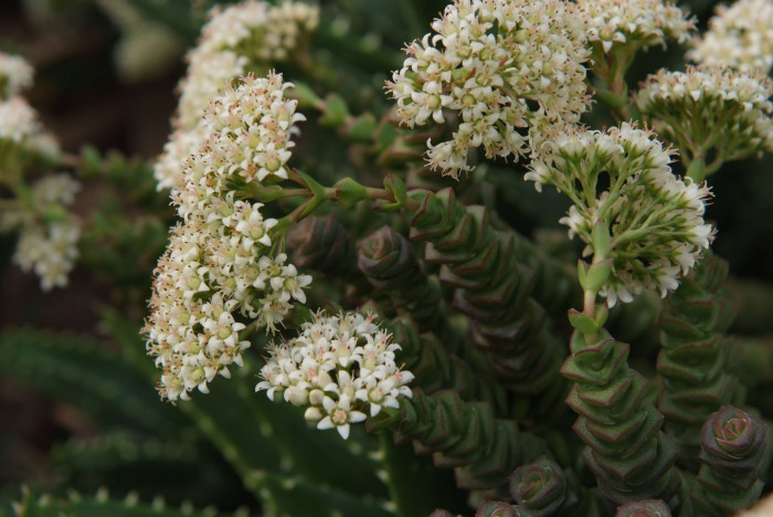 무을여 - Classuia rupestris