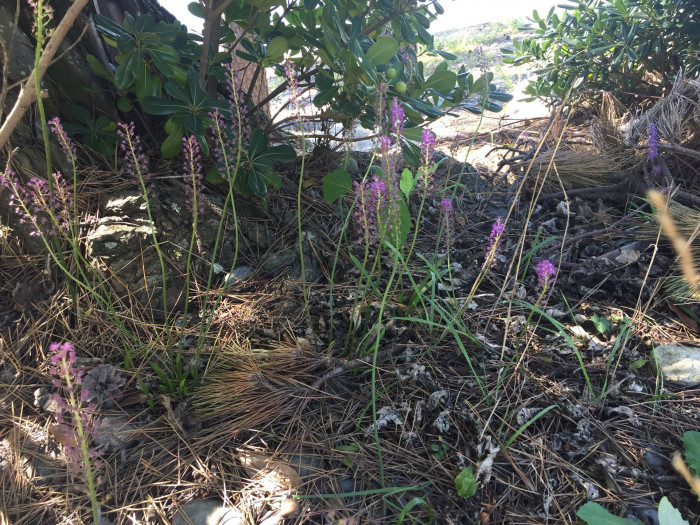 무릇 - Scilla scilloides