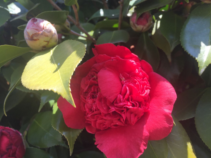 동백나무 - Camellia japonica L.