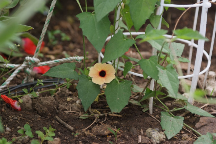 아프리카 나팔꽃 - Black-eyed Susan vine, Thunbergia alata