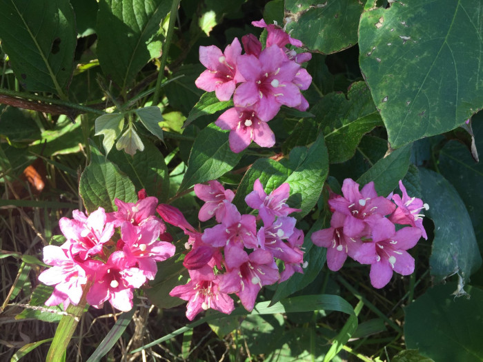 붉은병꽃나무 - Weigela florida (Bunge) A. DC.