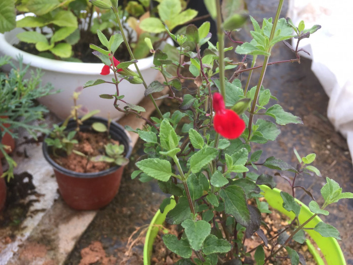 핫립세이지 - HotLipsSage, Salvia Microphylla