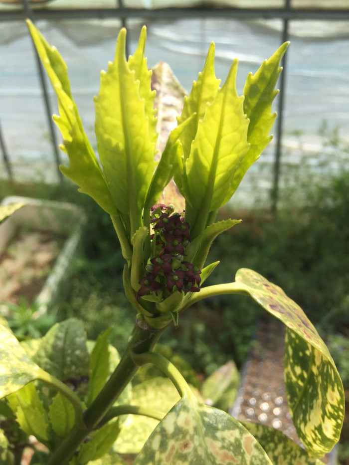 금식나무 - Aucuba japonica for. variegata (Dombrain) Rehder