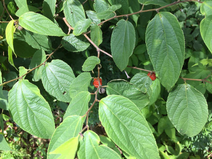 닥나무 - paper mulberry, Broussonetia kazinoki