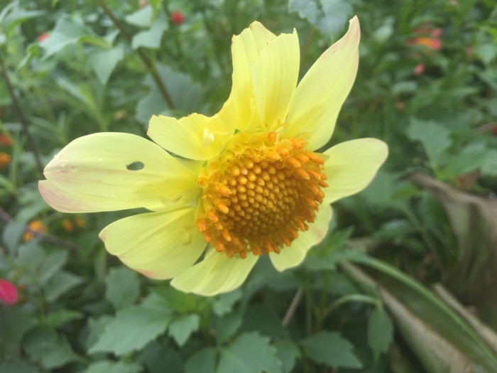 다알리아 - YELLOw BAIRD, Dahlia pinnata Cav.