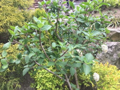 분꽃나무 사진 - Viburnum carlesii Hemsl. Photos