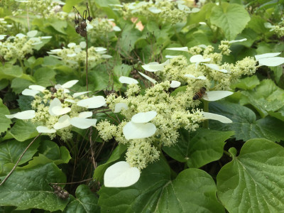 바위수국 사진 - Schizophragma hydrangeoides Siebold & Zucc. Photos