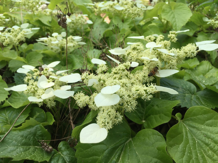 바위수국 - Schizophragma hydrangeoides Siebold & Zucc.