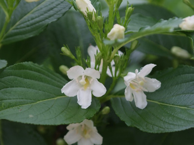 흰병꽃나무 사진 - Weigela florida for. candida Rehder Photos