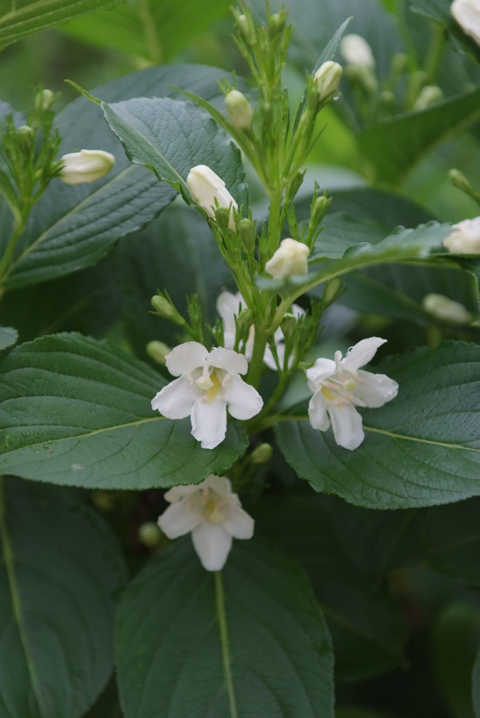 흰병꽃나무 - Weigela florida for. candida Rehder