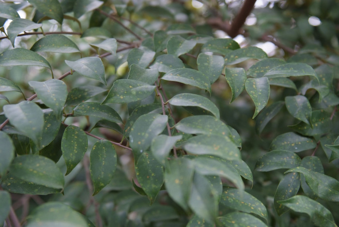 구실잣밤나무 - Castanopsis sieboldii (Makino) Hatus.