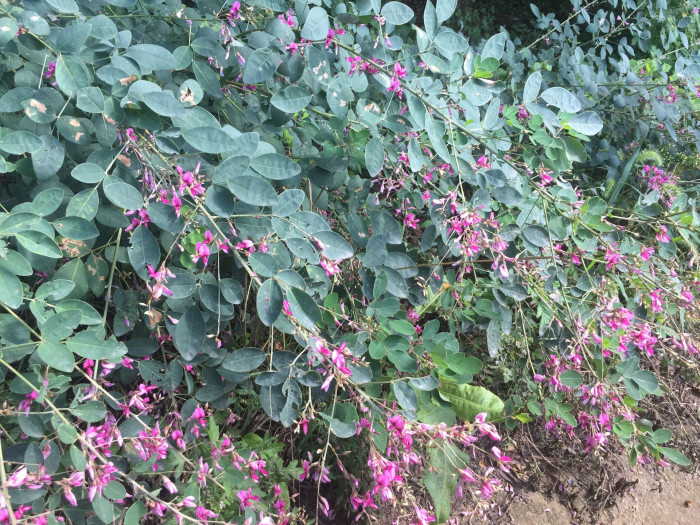 싸리 - Lespedeza bicolor
