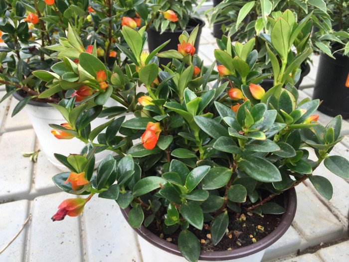 네마탄서스 - Goldfish Plant, Nematanthus gregarius