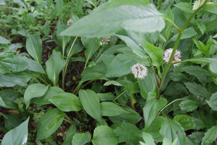 산마늘 - Allium victorialis var. platyphyllum