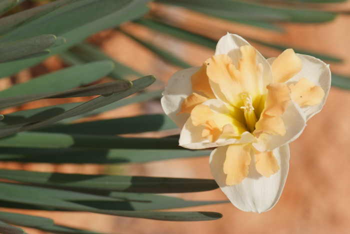 수선화 - daffodil, Narcissus tazetta var. chinensis
