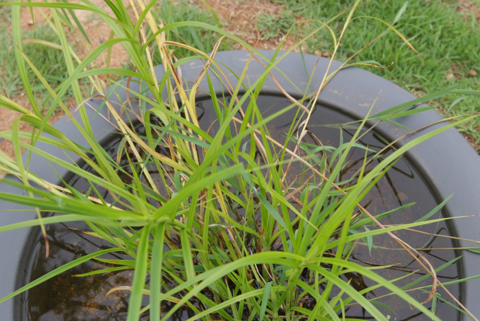 도루박이 - Scirpus radicans Schkuhr
